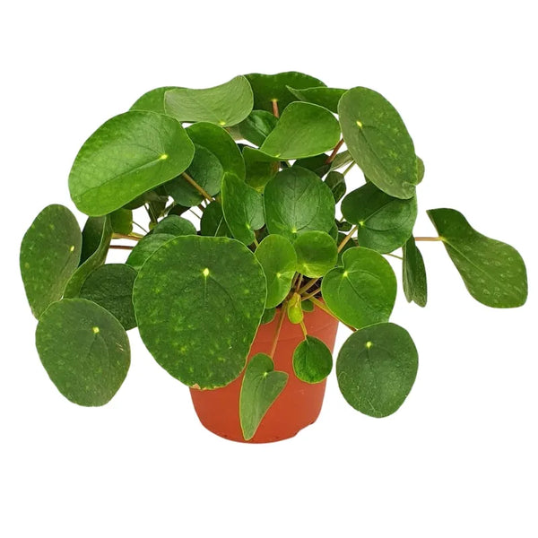 Pilea Peperomoides H.25
