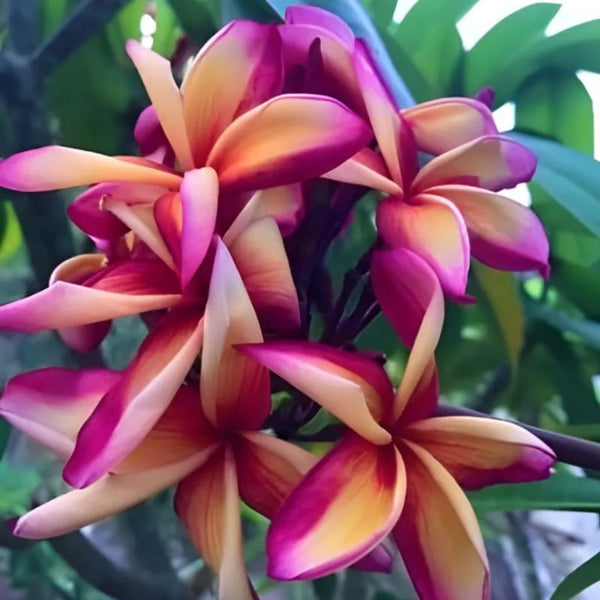 Plumeria Aloha Freddy - Ramificada