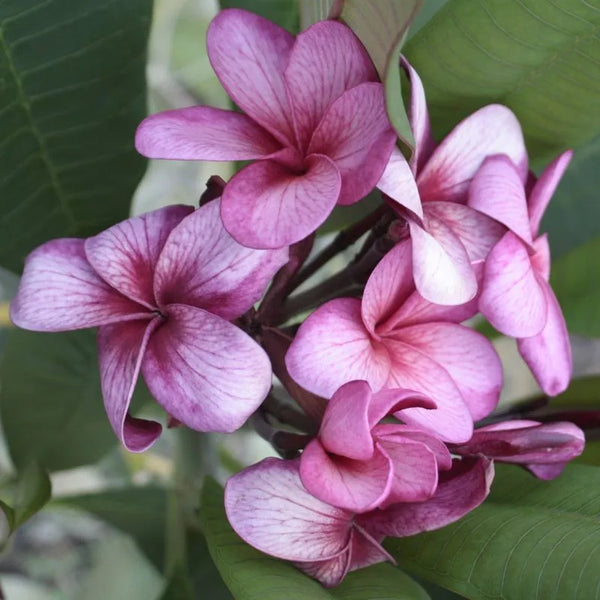 Plumeria Verzaubert - Einzelspitze
