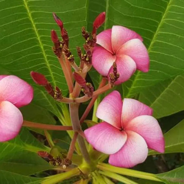 Plumeria CP Dino - Punta única