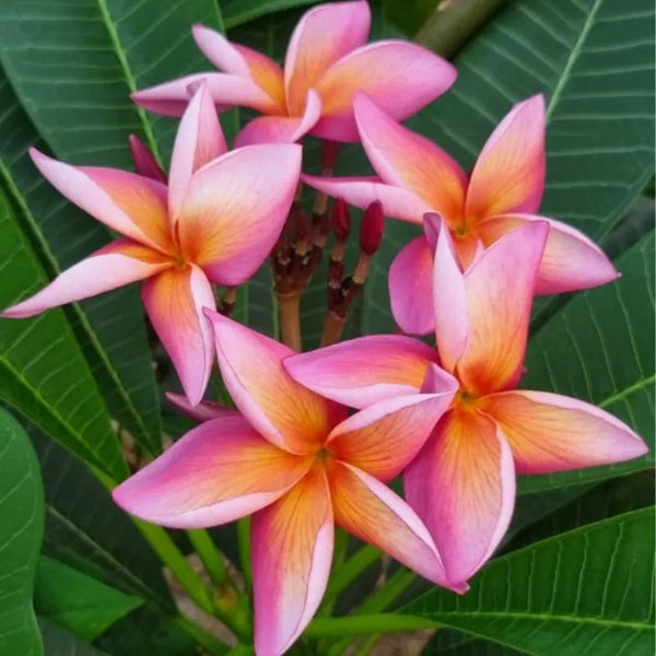 Plumeria Cherokee geisha - Punta única