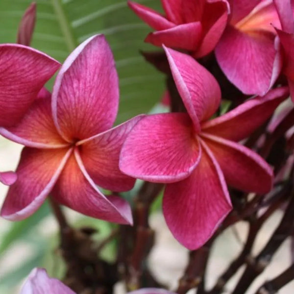 Plumeria Crimson Beauty - Single tip