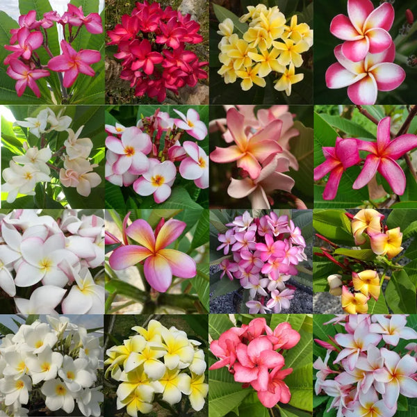 Plumeria Frangipani in varieties Pot 15 - Single tip