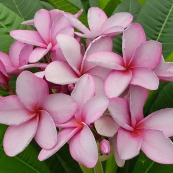 Plumeria P-13 - Single tip