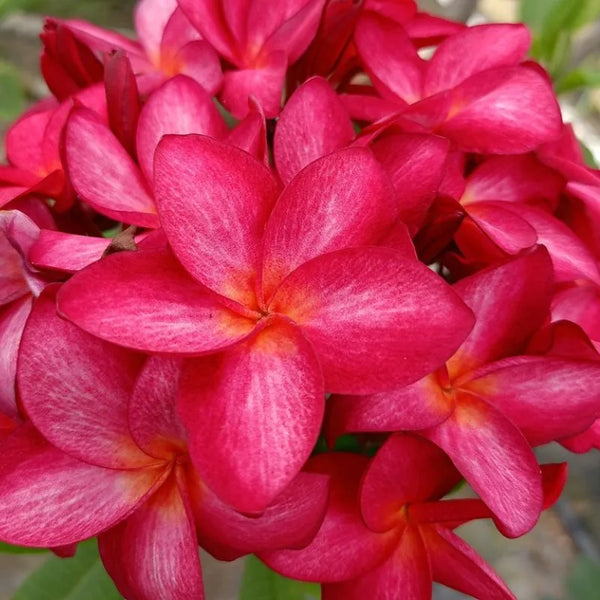 Plumeria muang compact - Ramifié