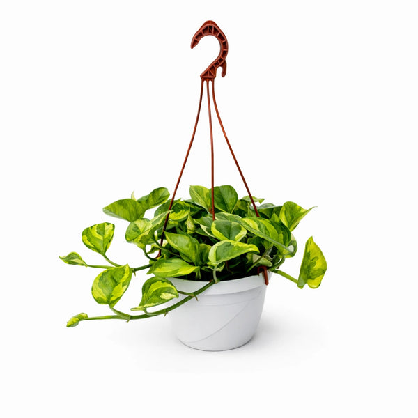 Pothos n'joy basket 20 cm foglie gialle