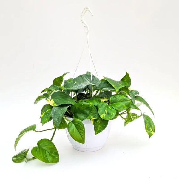 Pothos Scindapsus Aureus