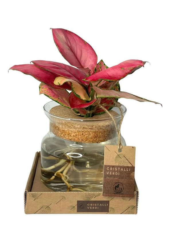 Aglaonema 'Red' in Idrocoltura