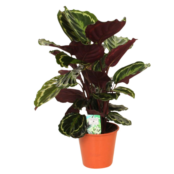 Calathea Medallion Höhe D.19 H.65 cm