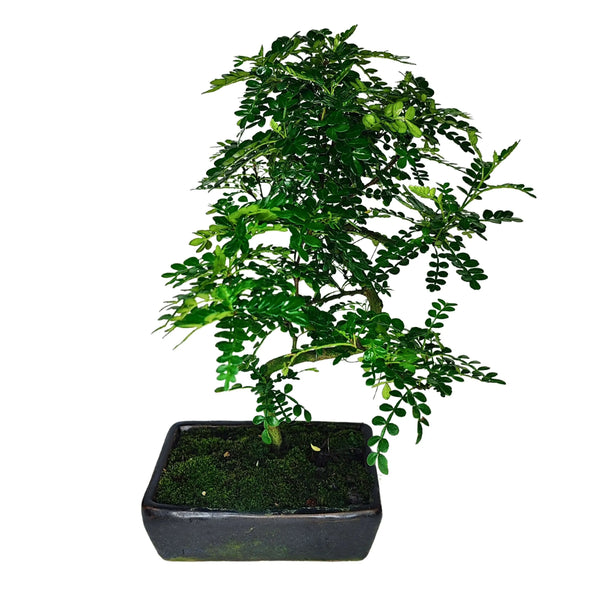 Bonsai-Pfeffer S-Form Höhe 40 cm