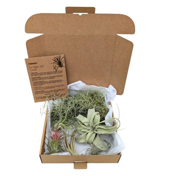 Premium Tillandsia Set – L
