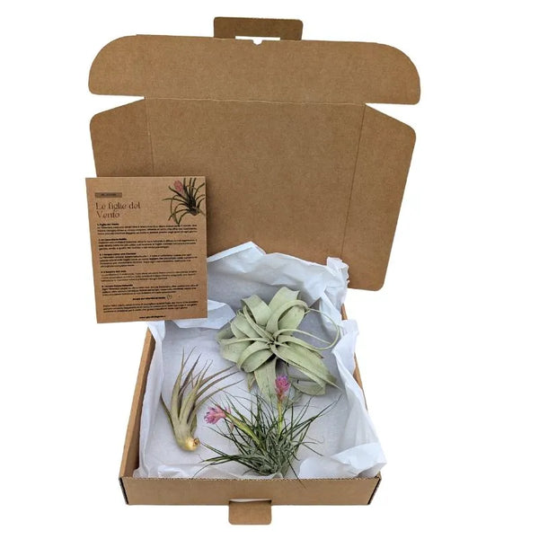 Tillandsie Premium Set – S
