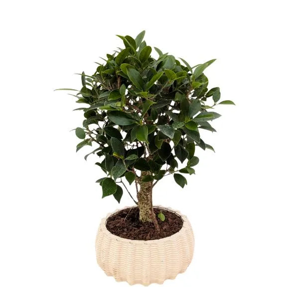 Bonsái retusa en forma de bola en maceta de cerámica artesanal baja Dioniso D.16 cm