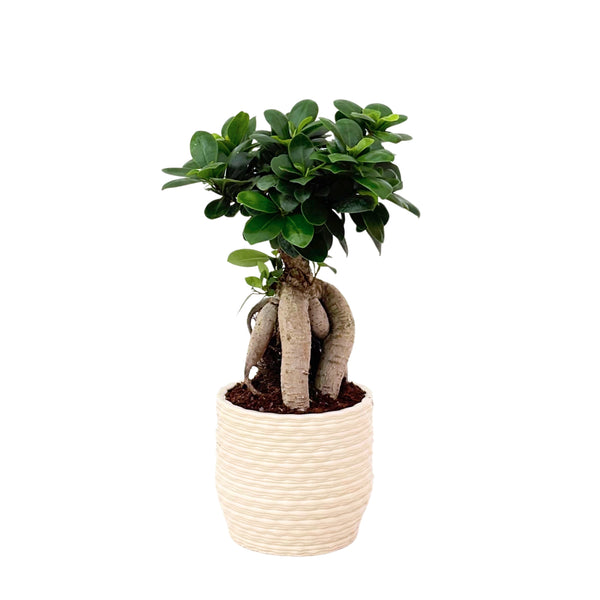 BONSAI IN ROME D. 12
