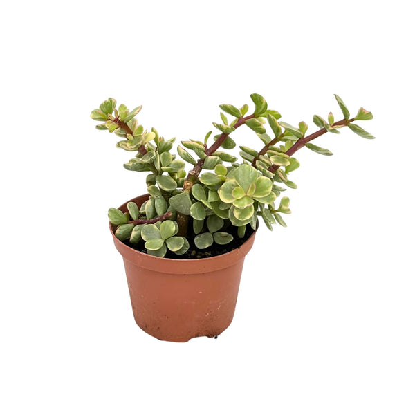 Portulacaria Afra D. 10 cm