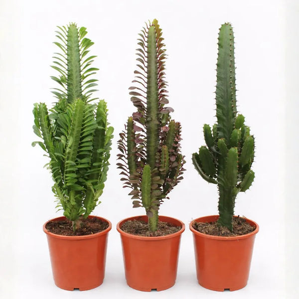 Mezcla de desierto Euphorbia en maceta D.17 H.60 cm