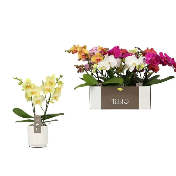 Phalaenopsis mix Tablo Mix in White Lazio Pot