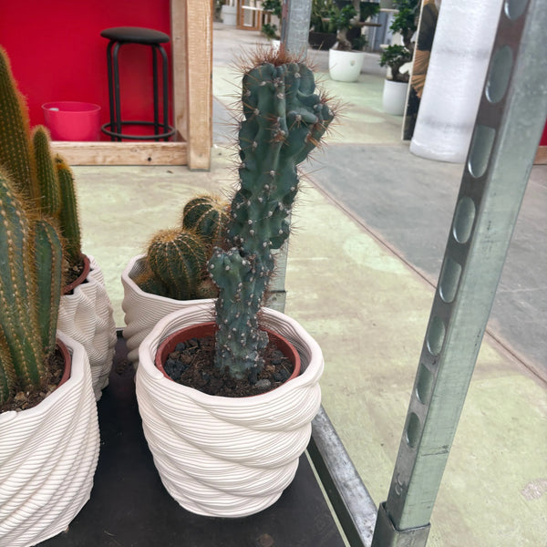 Mezcla de plantas suculentas d. 17