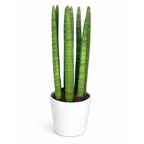 Vela Sansevieria Cylindrica – Planta de Interior en Maceta de Cerámica 11 cm | Altura 35 cm