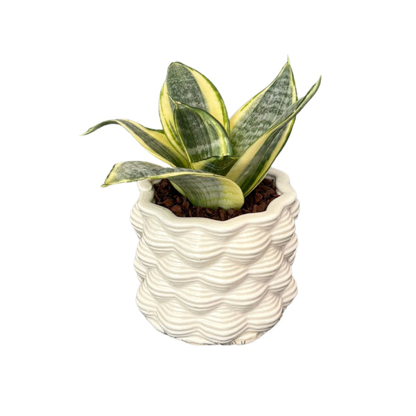 Sansevieria Golden Hanii en maceta de cerámica esmaltada blanca