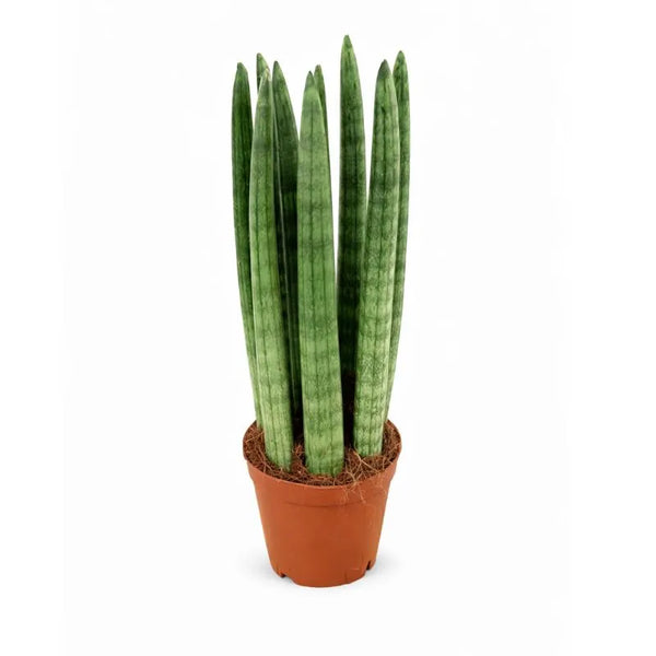 Sansevieria cylindrica in vaso plastica D.10 H.30 cm