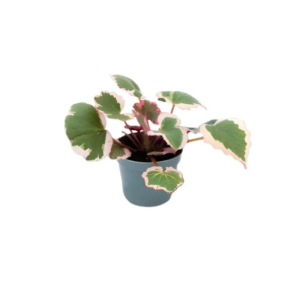 Mini Saxifraga Stolonifera