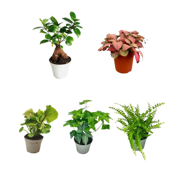 Set of 5 terrarium plants