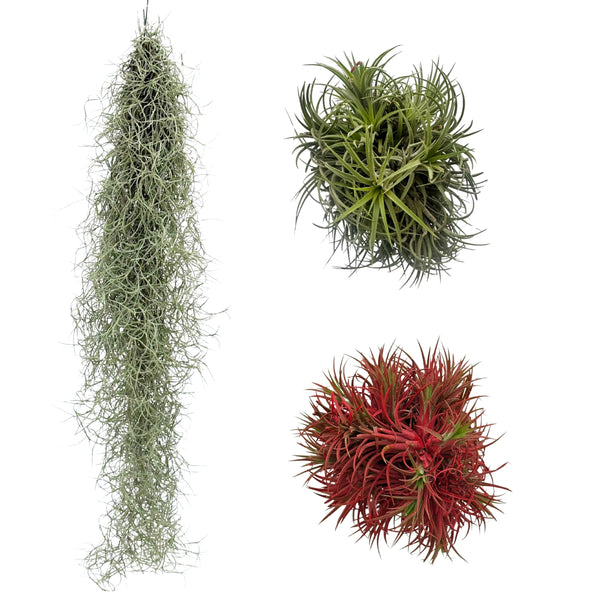Conjunto de tres variedades tailandesas de Tillandsia