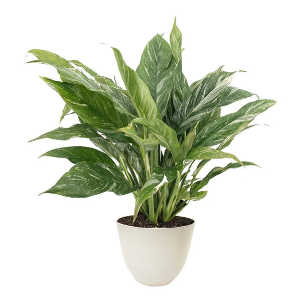 Spathiphyllum Diamante D. 14 cm A. 55 cm