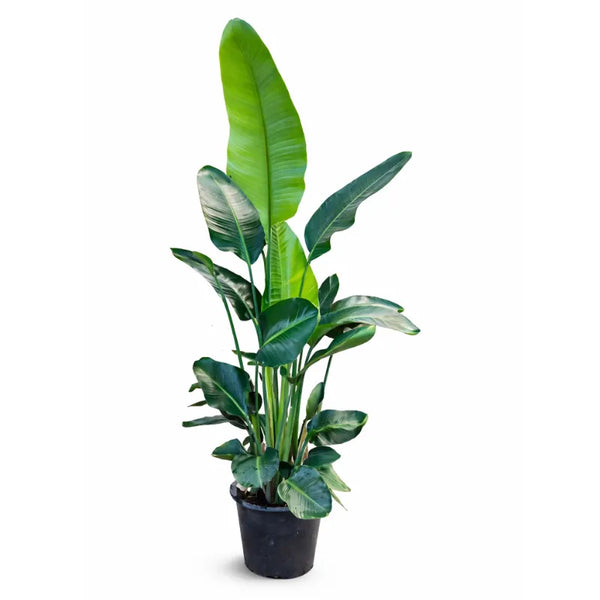 Strelitzia nicolai D.40 H.160 cm