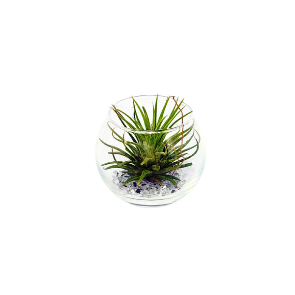 Tillandsia mix in glass D. 5 cm H. 5.5 cm