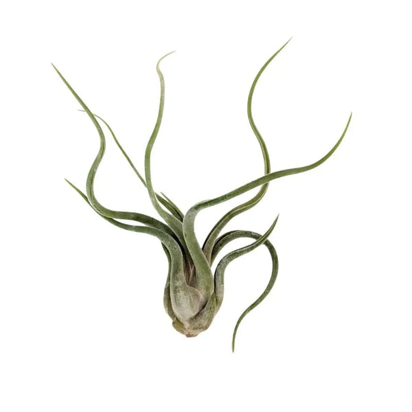 Tillandsia caput-medusae