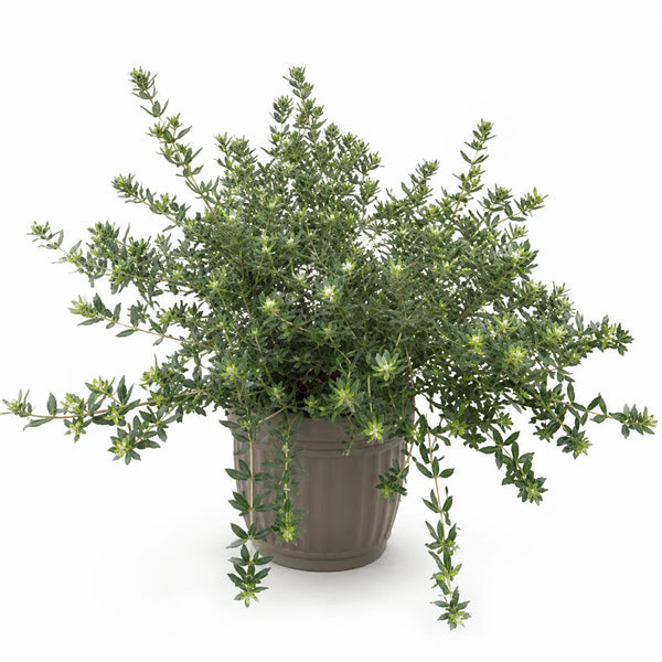 Westringia fruticosa Topfgröße 18 cm, Höhe 35 cm