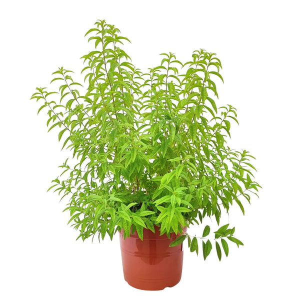 Lippia citrodoro (Citronella) vaso 24 cm