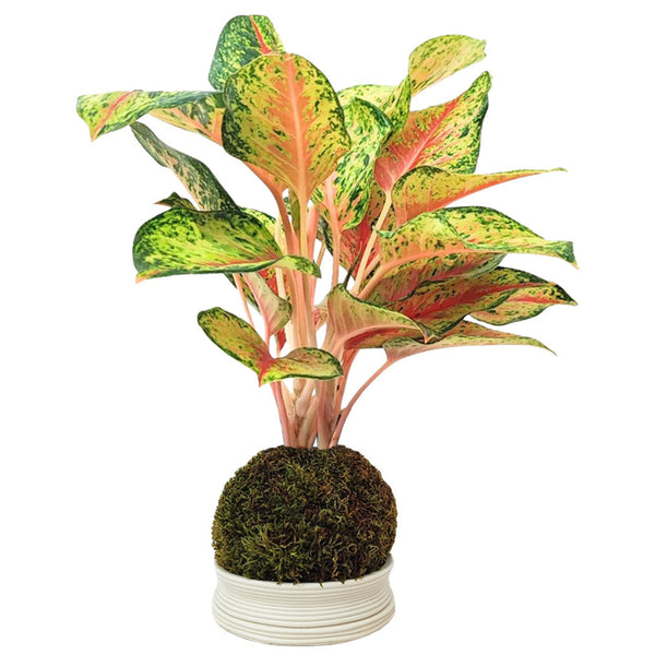 Kokedama Aglaonema 10 quilates