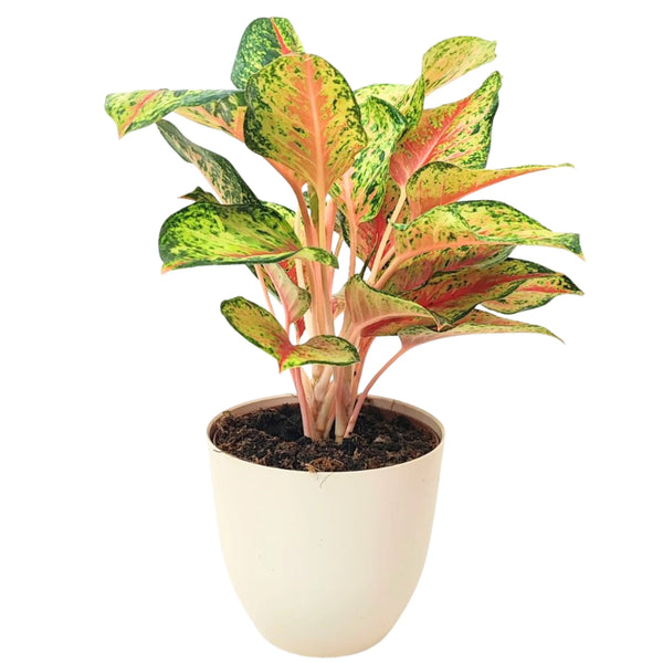 Aglaonema 10 Quilates