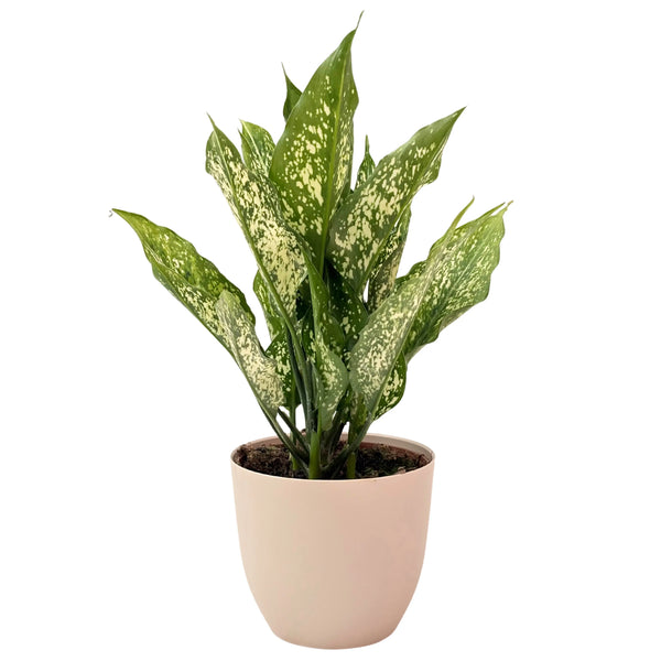 Aglaonema Erster Diamant