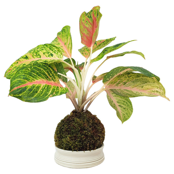 Kokedama Aglaonema Maha