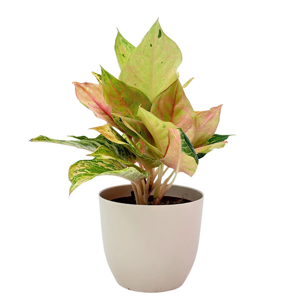 Aglonema Sam Pastel
