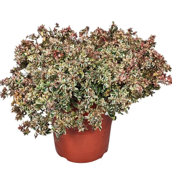Vaso Abelia confeti