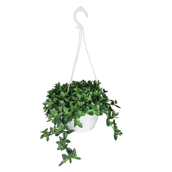 Aptenia vaso basket