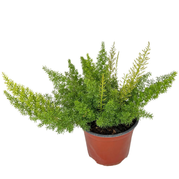 Spargel Meyeri