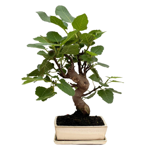 Bonsái Ficus Carica (Higuera) 13 Años - Colección Premium