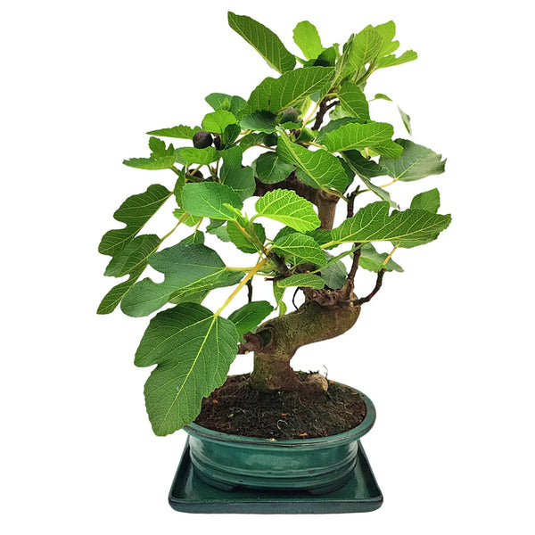 Bonsaï Ficus Carica (Figuier) 14 ans - Collection Premium