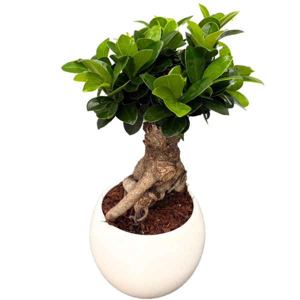 Bonsai F. Ginseng in spherical ceramic pot D. 16 cm H. 40 cm