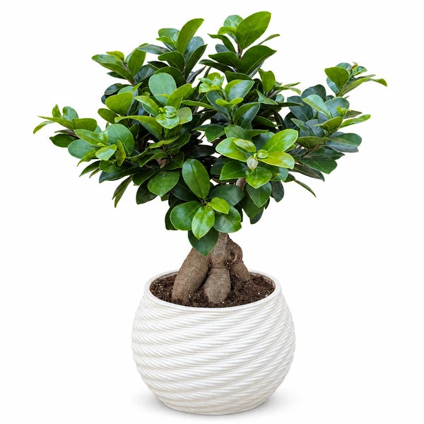 Bonsai Ficus Ginseng in vaso Carina in ceramica – Ø 22 cm, H. 45 cm