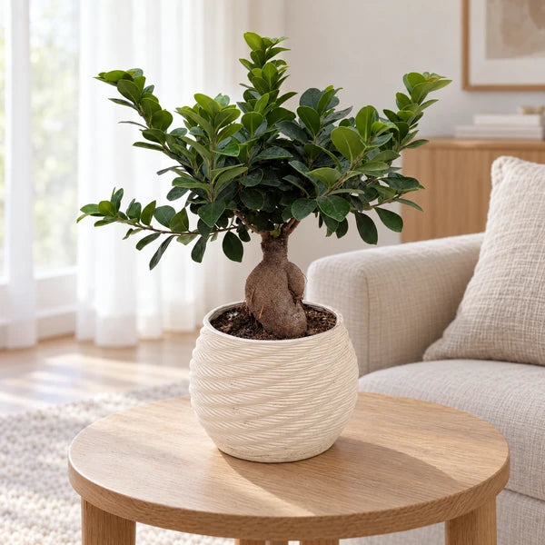 Bonsai Ficus Ginseng in vaso Carina in ceramica – Ø 18 cm