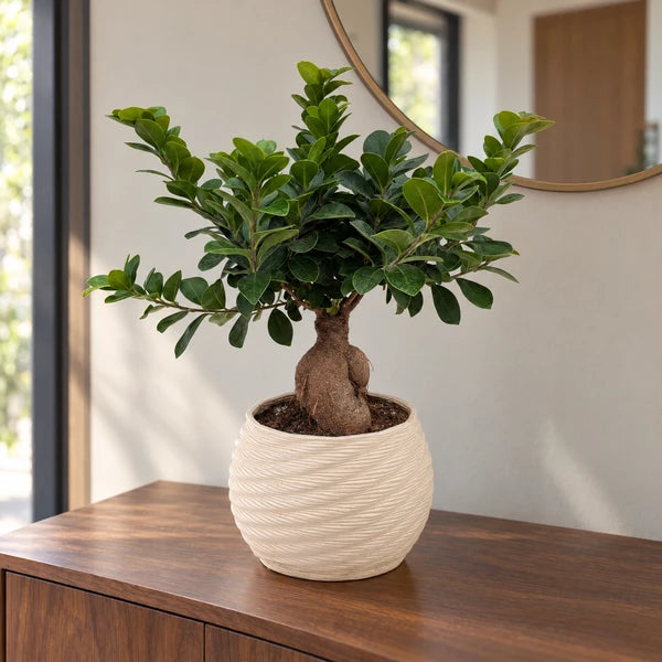 Bonsai Ficus Ginseng in vaso Carina in ceramica – Ø 18 cm