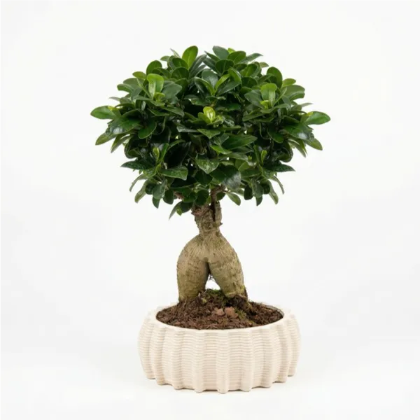 Bonsai ficus ginseng in vaso di ceramica artigianale Dioniso ovale D.16 cm