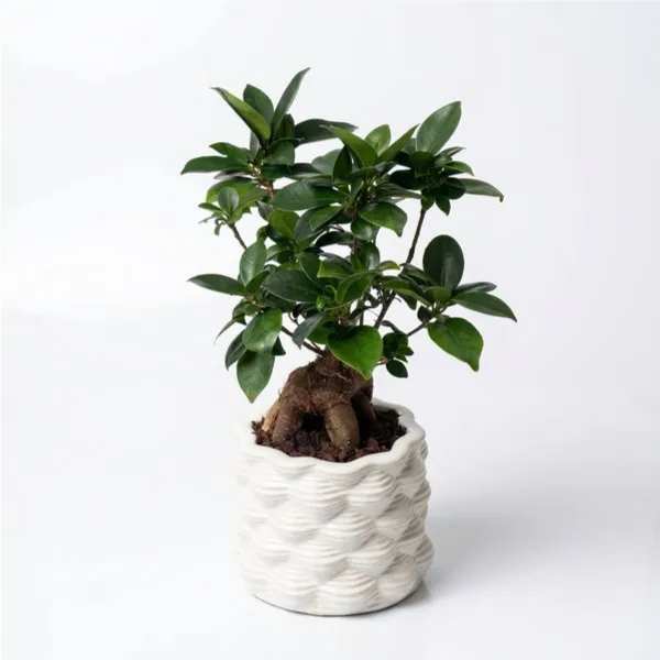 Bonsai F. Ginseng im weißen, glasierten Keramiktopf